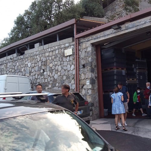 Ravello, s’infila nel pianale di un’auto: gattino di pochi mesi salvato e adottato