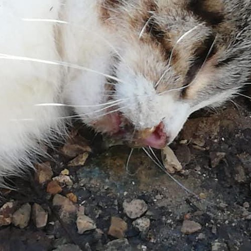 Ravello, torna l'allarme bocconi avvelenati: due gatti trovati morti [FOTO]