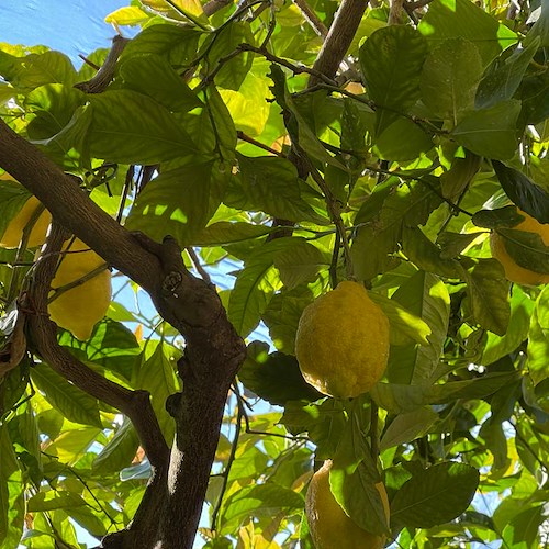 Rilanciare l'agricoltura in Costiera Amalfitana, nasce l'associazione "I Frutti del Sole" 