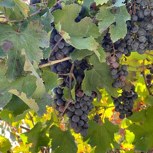 Rilanciare l'agricoltura in Costiera Amalfitana, nasce l'associazione "I Frutti del Sole" 