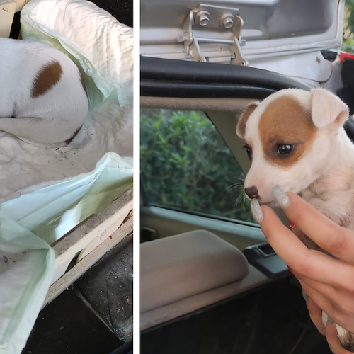 Rinchiuse in un sacco e abbandonate sulla strada tra Tramonti e Ravello: tre cagnoline cercano un padrone