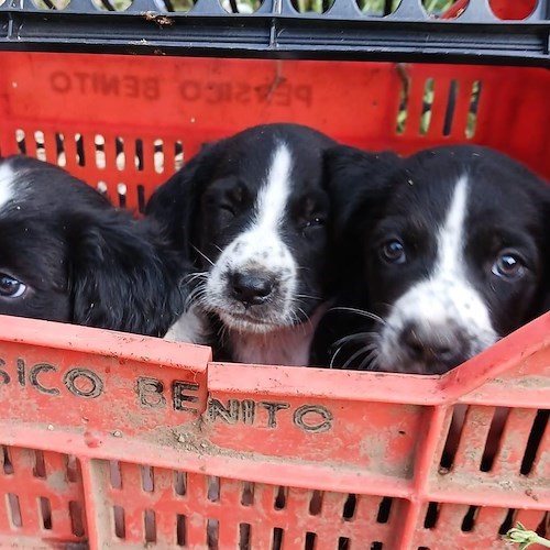 Rinchiusi tra due cassette di plastica e abbandonati a Maiori, quattro cuccioli di cane cercano casa