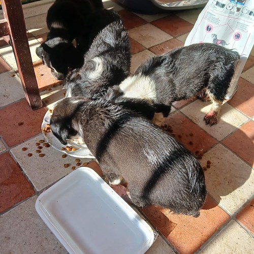 Rinchiusi tra due cassette di plastica e abbandonati a Maiori, quattro cuccioli di cane cercano casa