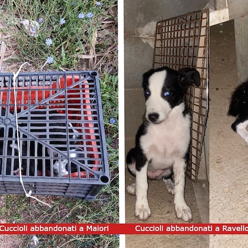 Rinchiusi tra due cassette di plastica e abbandonati a Maiori, quattro cuccioli di cane cercano casa