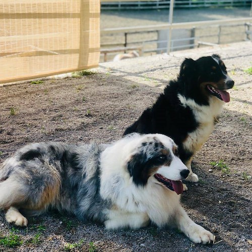Ritornati nel loro ranch i due esemplari di Australian Shephard dispersi da ieri /foto