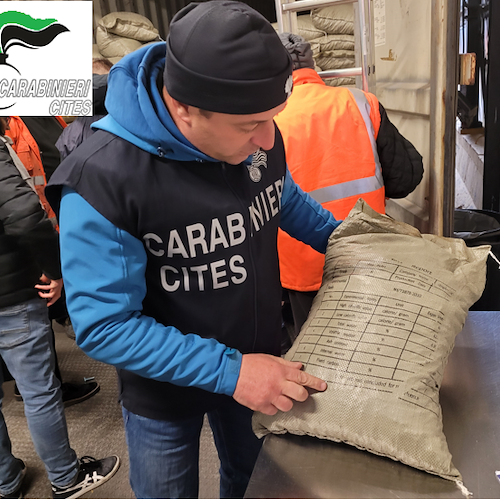 Salerno, sequestrate quasi 2mila tonnellate di legname e derivati provenienti da fonti illegali