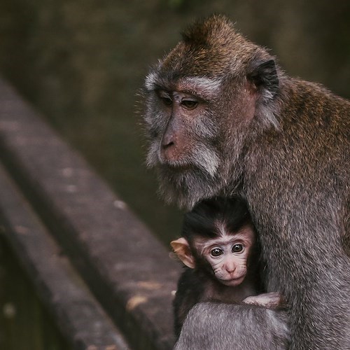 Salgono a 5 in Italia i casi di "Monkeypox", Spallanzani: «Potremmo essere di fronte a un virus “paneuropeo”»