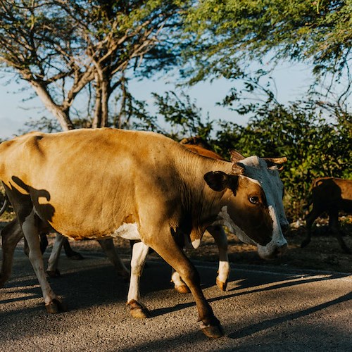 Scala, mucche a passeggio in strada. Sindaco richiama proprietari all’ordine 