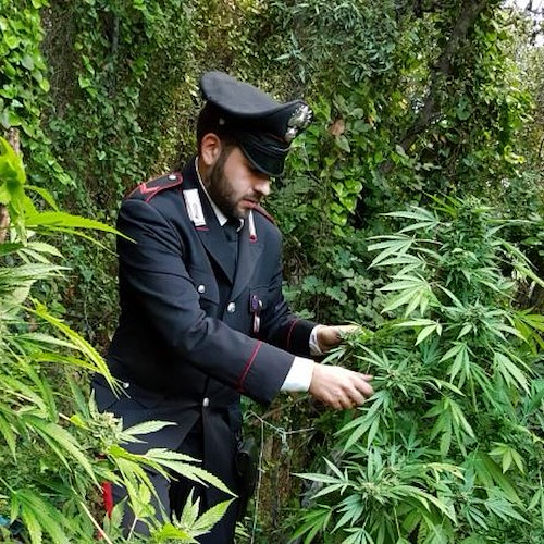 Scoperta piantagione di marijuana a Praiano. Curata con ingegnoso sistema d’irrigazione /FOTO
