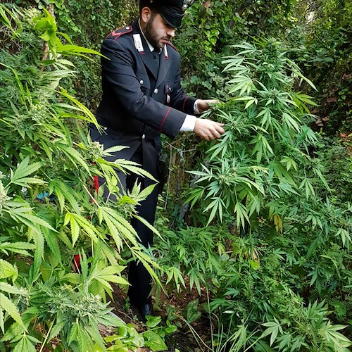 Scoperta piantagione di marijuana a Praiano. Curata con ingegnoso sistema d’irrigazione /FOTO