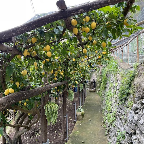 Sempre più terreni incolti in Costa d’Amalfi, agricoltore scrive al Ministro Patuanelli e propone una soluzione