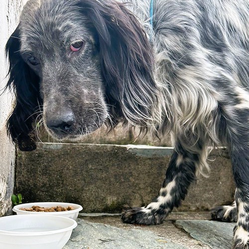Setter disperso o abbandonato a Praiano: si cerca il padrone o una nuova casa<br />&copy; ENPA Costa d'Amalfi