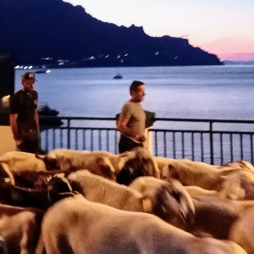 Si ripete in Costiera Amalfitana il rito della transumanza: ieri il gregge è stato condotto da Erchie ad Agerola