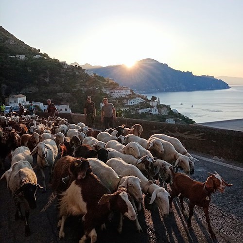 Si ripete in Costiera Amalfitana il rito della transumanza: ieri il gregge è stato condotto da Erchie ad Agerola
