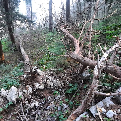Sicurezza del territorio: rimossi alberi abbattuti dal vento su versante Scala-Atrani [FOTO]