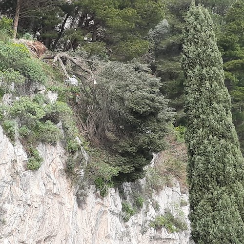 Sicurezza del territorio: rimossi alberi abbattuti dal vento su versante Scala-Atrani [FOTO]