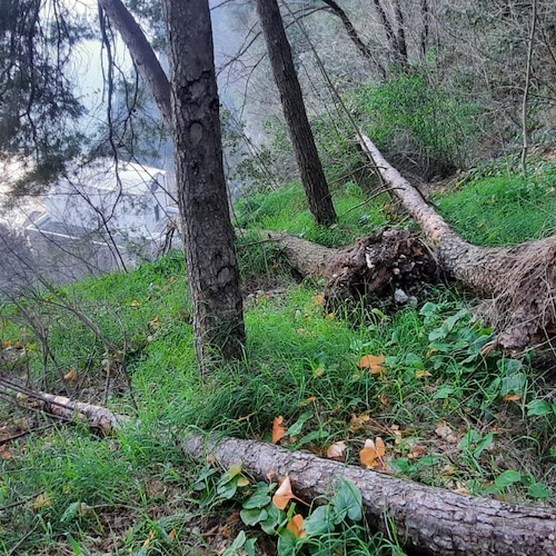 Sicurezza del territorio: rimossi alberi abbattuti dal vento su versante Scala-Atrani [FOTO]