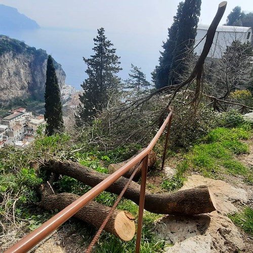 Sicurezza del territorio: rimossi alberi abbattuti dal vento su versante Scala-Atrani [FOTO]