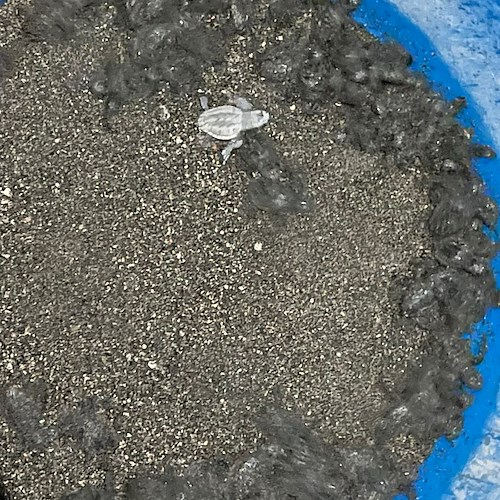 Sorpresa a Maiori: prima schiusa di uova di tartaruga in Costiera Amalfitana [FOTO]