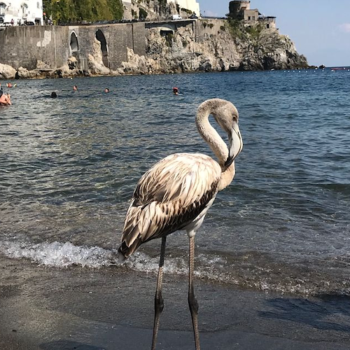 Sorpresa ad Amalfi: c’è un fenicottero sulla spiaggia [FOTO]