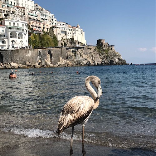 Sorpresa ad Amalfi: c’è un fenicottero sulla spiaggia [FOTO]