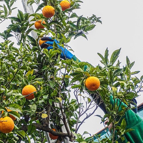 Sorrento, con lo "Spremuta Day" alunni a lezione di natura 