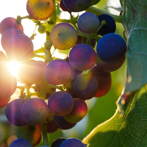 Sorrento: dall’1 al 3 ottobre enogastronomia e spettacolo con la "Festa dell'Uva"