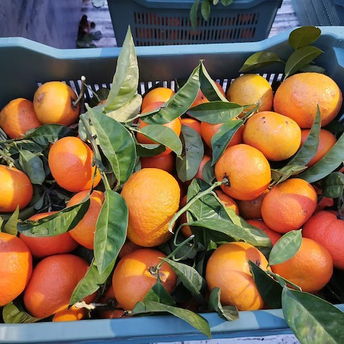 "SorrentoOrangeWeek": una Master Class di pasticceria e uno Spremuta Day i prossimi appuntamenti 