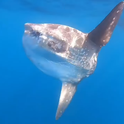 Spettacolare avvistamento a Punta Campanella: grosso esemplare di “pesce luna” danza nella Baia di Ieranto /VIDEO