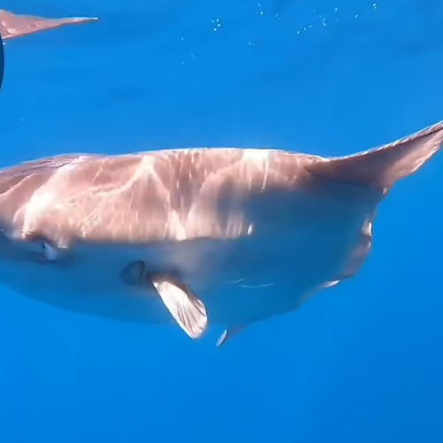 Spettacolare avvistamento a Punta Campanella: grosso esemplare di “pesce luna” danza nella Baia di Ieranto /VIDEO