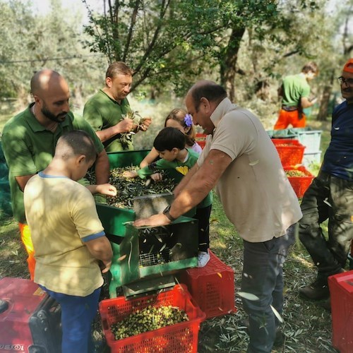 Successo per la “Festa contadina” a Sorrento: raccolti 2260 kg di olive dal fondo comunale