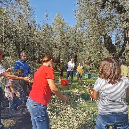 Successo per la “Festa contadina” a Sorrento: raccolti 2260 kg di olive dal fondo comunale
