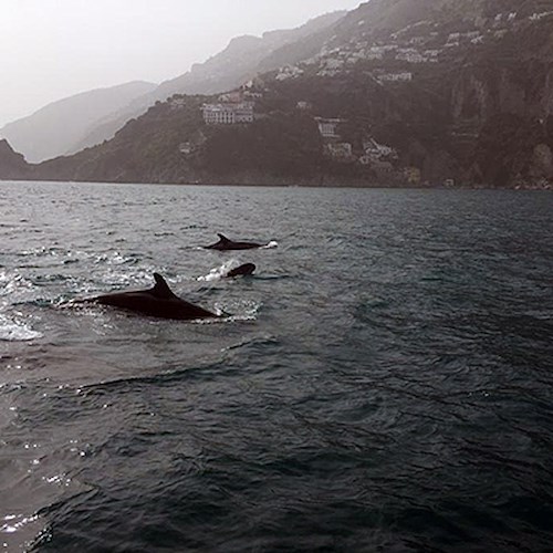 Sul National Geographic sorpresa in Costiera Amalfitana: spunta un branco di oltre cento pseudorche 