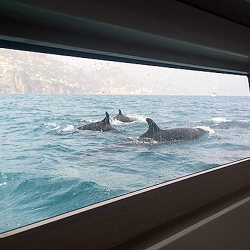 Sul National Geographic sorpresa in Costiera Amalfitana: spunta un branco di oltre cento pseudorche 