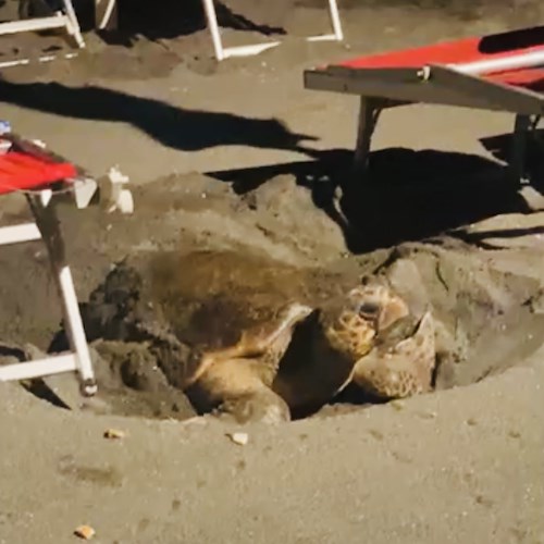 Tartaruga Caretta Caretta sulla spiaggia di Maiori: scava nido sotto ombrelloni, curiosità tra i bagnanti [FOTO-VIDEO]