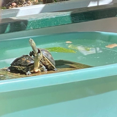 Tartaruga domestica scappa a Minori, l'appello del suo umano: «Chiunque la veda mi contatti!»