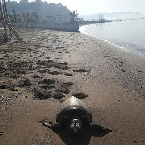 Tartaruga morta trovata sulla spiaggia di Vietri sul Mare [FOTO]