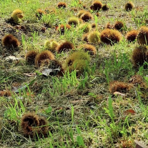 Tramonti, 16 ottobre una giornata di raccolta delle castagne con Acarbio