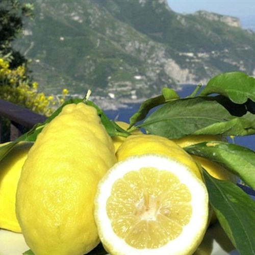 Tramonti, 30 e 31 luglio è Festival del Limone. Pucara celebra l’oro della Costiera
