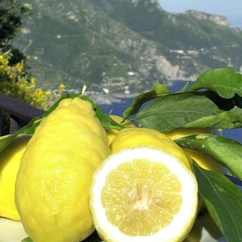 Tramonti: 30 e 31 luglio Pucara celebra 'sua maestà' il limone /PROGRAMMA