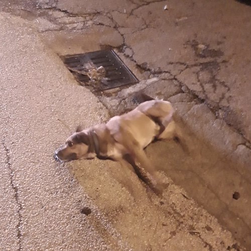 Tramonti, allarme bocconi avvelenati: nella notte strage di cani [FOTO]
