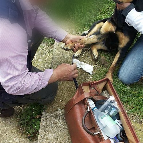 Tramonti: bocconi avvelenati a Cesarano. Cittadini salvano tre cani intossicati