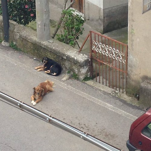 Tramonti: bocconi avvelenati a Cesarano. Cittadini salvano tre cani intossicati