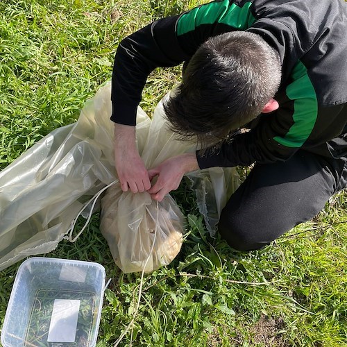 Tramonti: cucciolata di maremmani chiusa in una busta, occorre una balia. ENPA annuncia denuncia contro ignoti