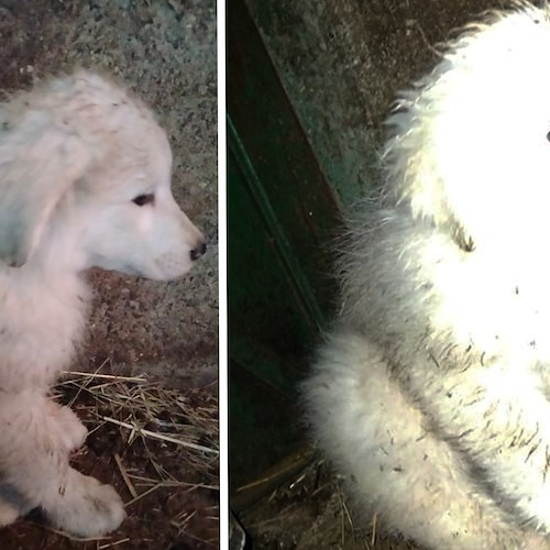 Tramonti, cucciole di maremmano abbandonate sulle colline e salvate da un pastore: adesso cercano casa