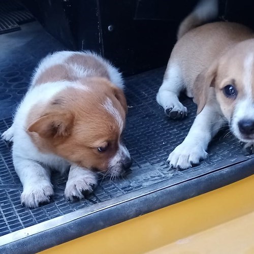 Tramonti, due cucciole di cane abbandonate cercano casa: l'appello di ENPA