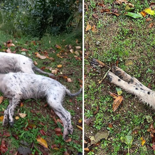 Tramonti, due setter morti dopo lo sgambamento in montagna