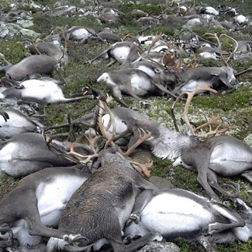 Trecento renne folgorate da un fulmine in Norvegia