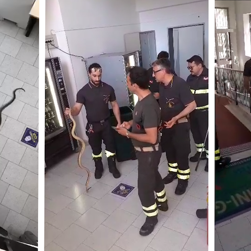 Un serpente si intrufola nella scuola superiore di Amalfi, catturato dai Vigili del Fuoco: non era velenoso /VIDEO