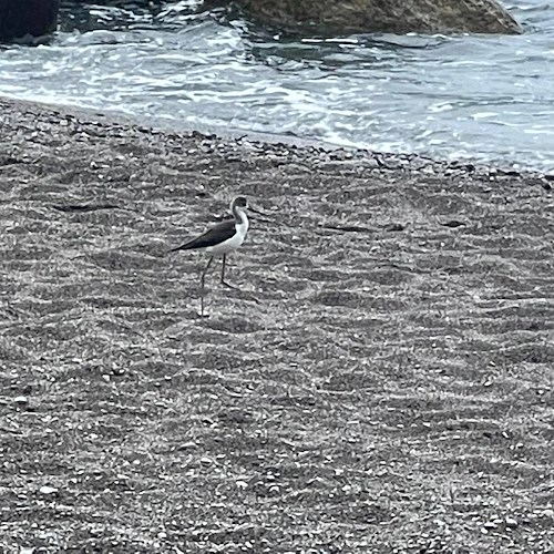 Una cicogna in Costa d'Amalfi, esemplare avvistato sulla spiaggia di Maiori / FOTO 